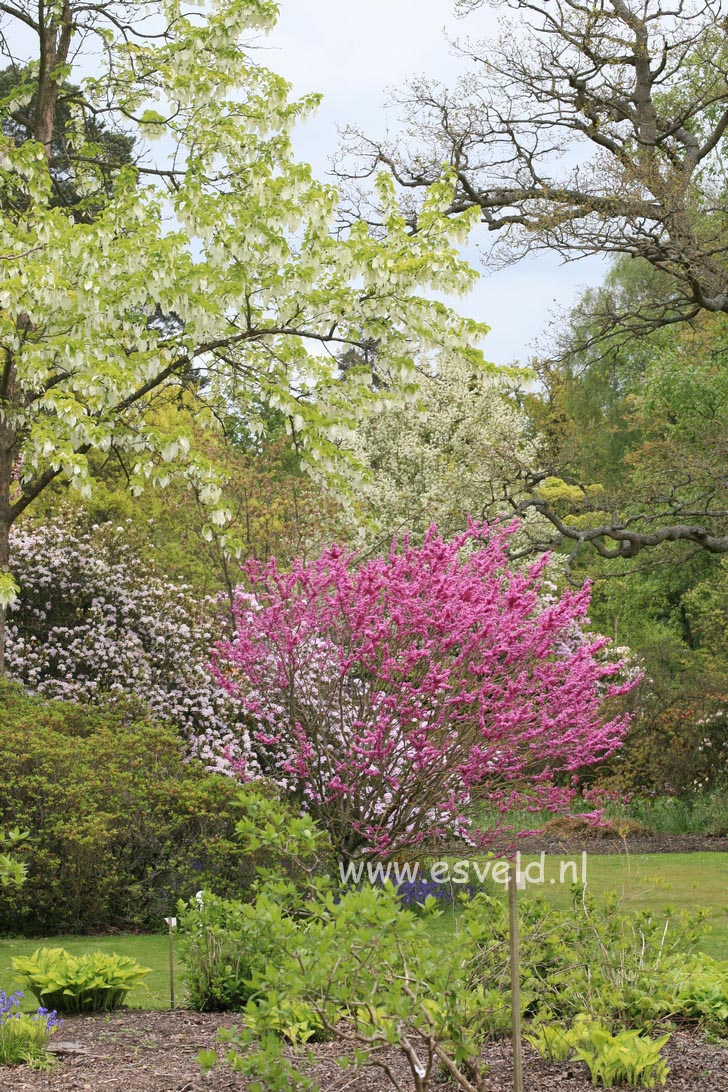 Cercis chinensis 'Avondale'