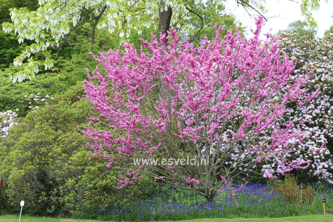 Cercis chinensis 'Avondale'