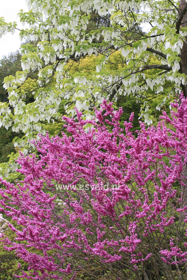 Cercis chinensis 'Avondale'