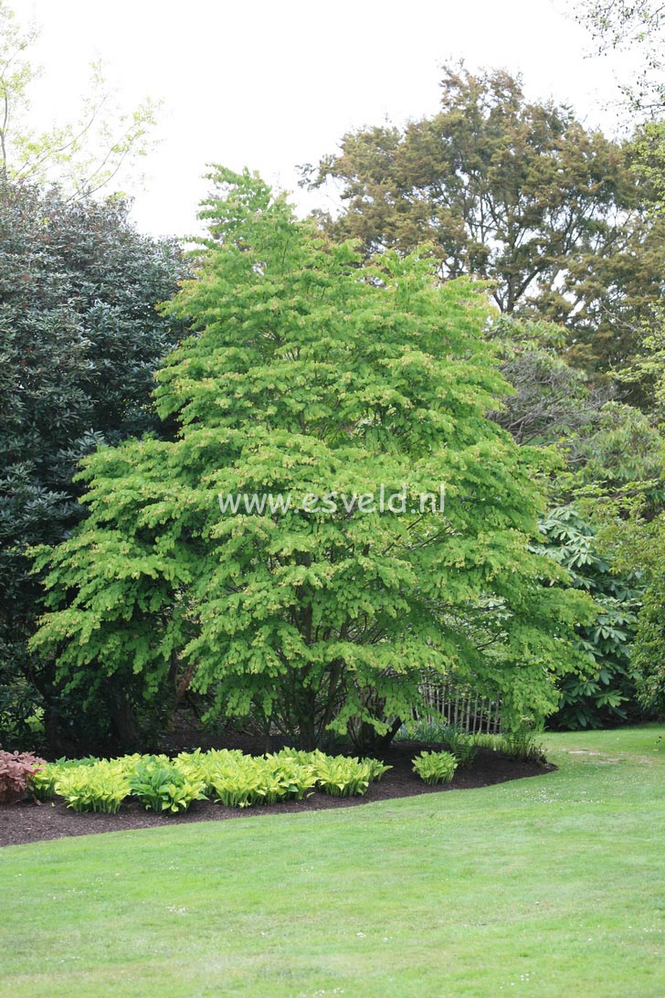 Cercidiphyllum japonicum