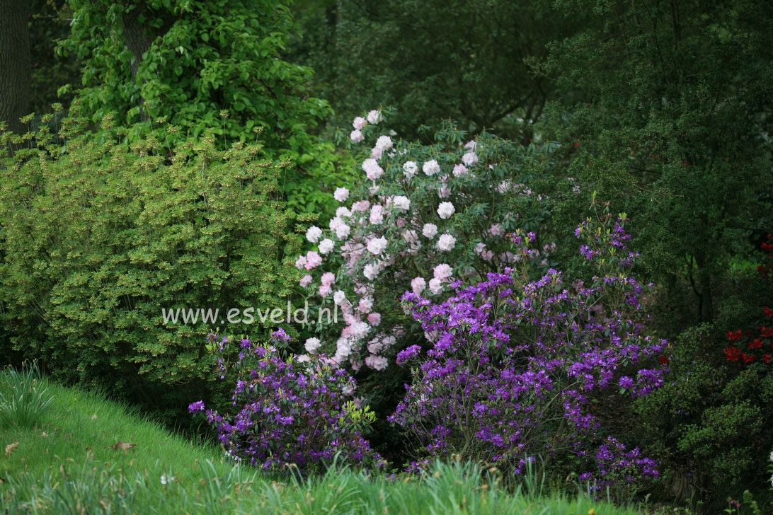 Rhododendron 'St. Minver'