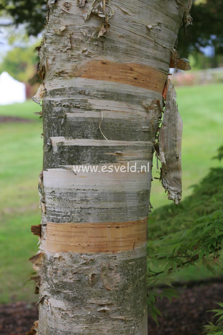 Betula ermanii