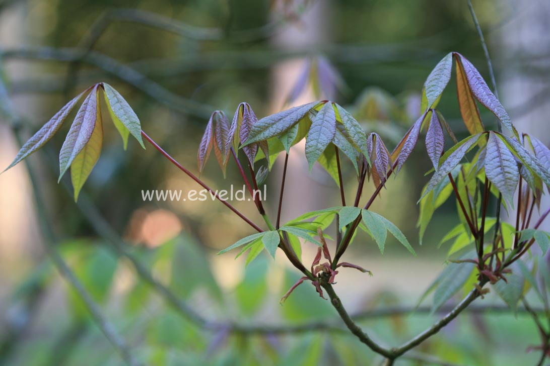 Aesculus parviflora