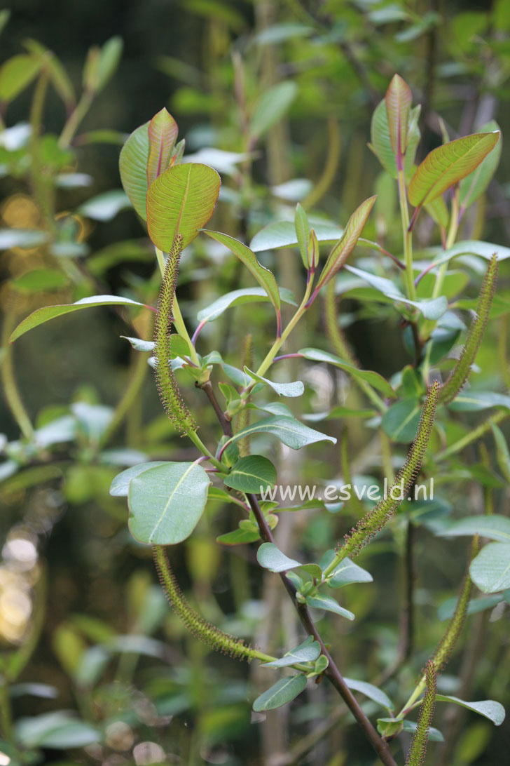 Salix magnifica