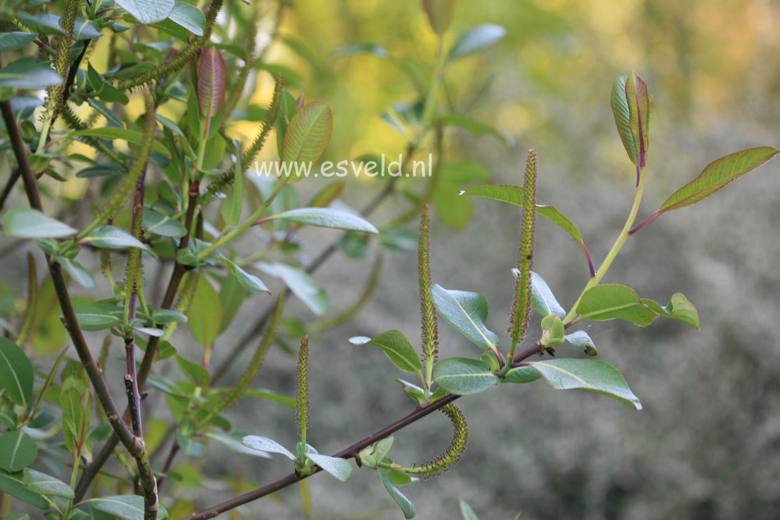 Salix magnifica