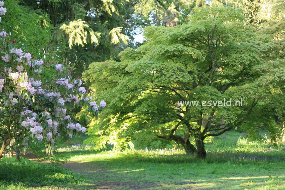 Acer palmatum ssp. amoenum