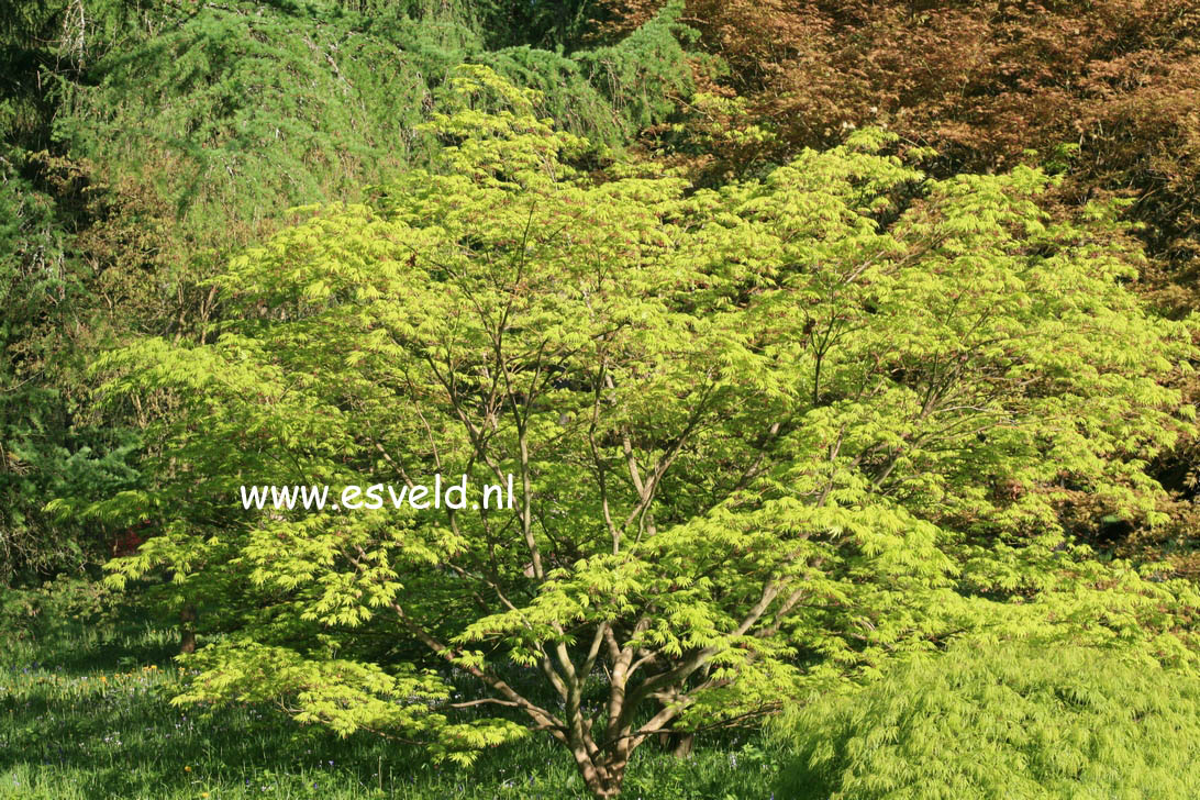 Acer palmatum 'Ki hachijoh'