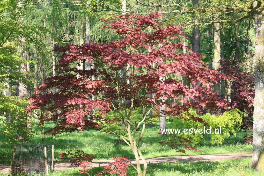 Acer palmatum 'Fireglow'