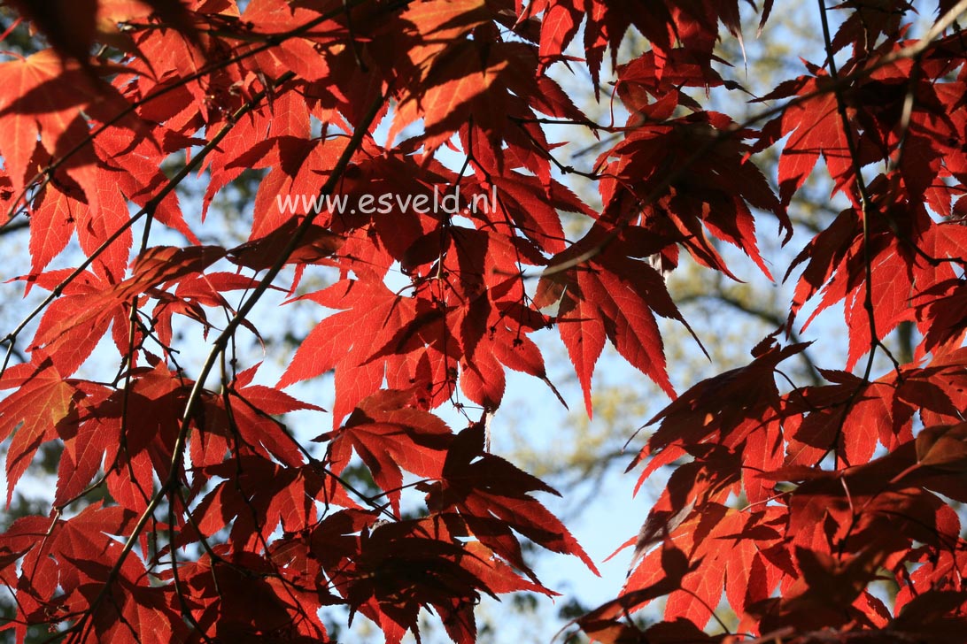 Acer palmatum 'Rubrum'