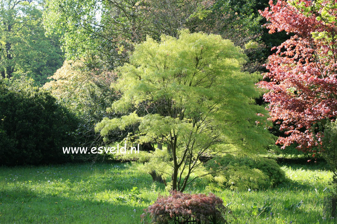 Acer palmatum 'Kinshi'