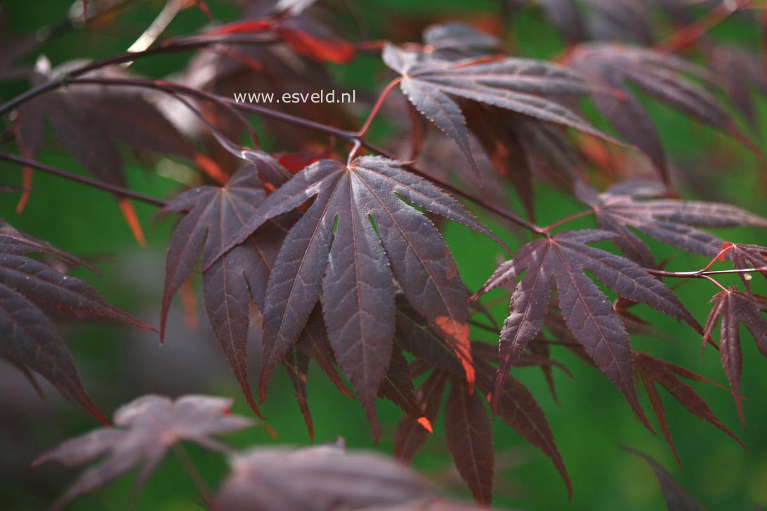 Acer palmatum 'Boskoop Glory'