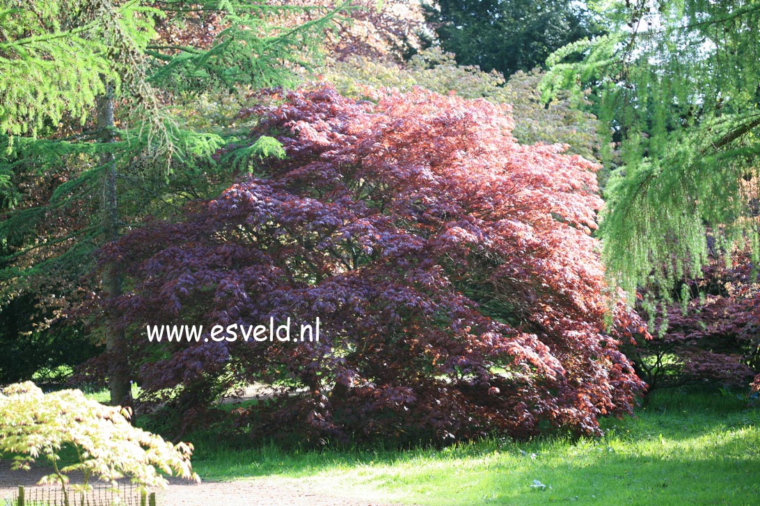 Acer palmatum 'Beni kagami'