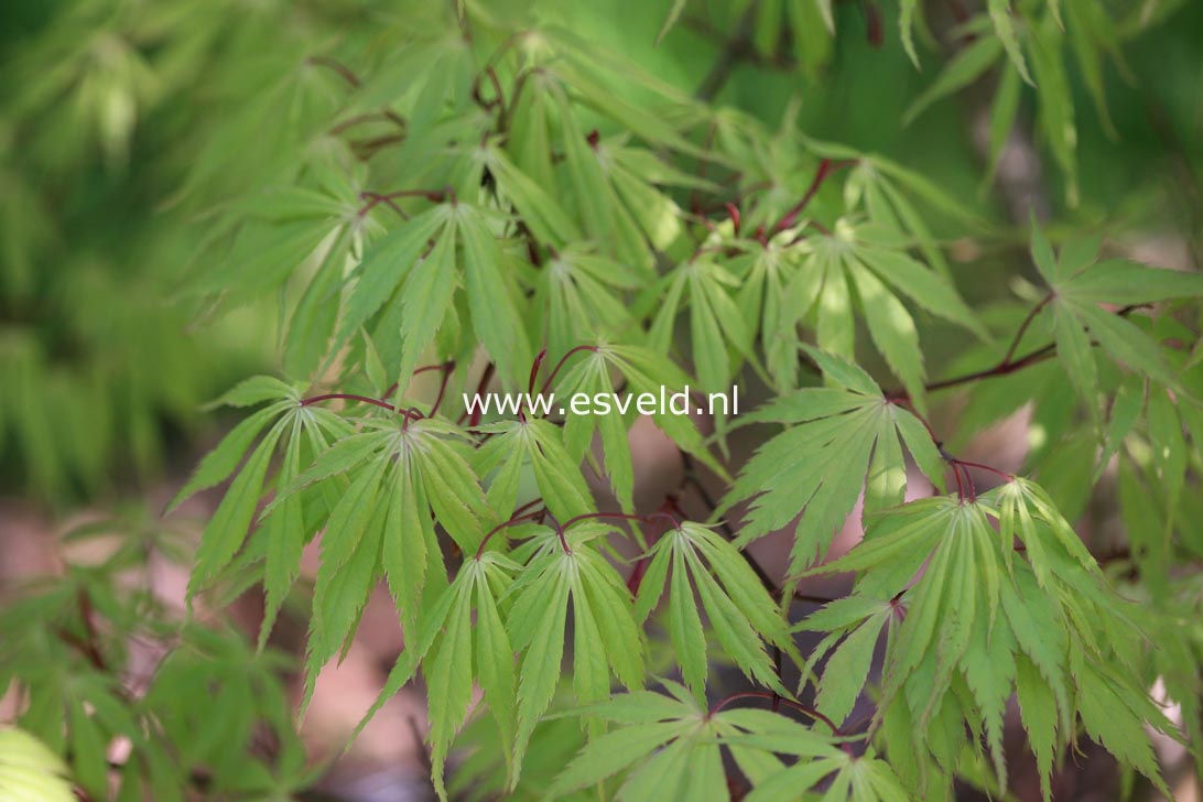 Acer palmatum 'Wakehurst Pink'