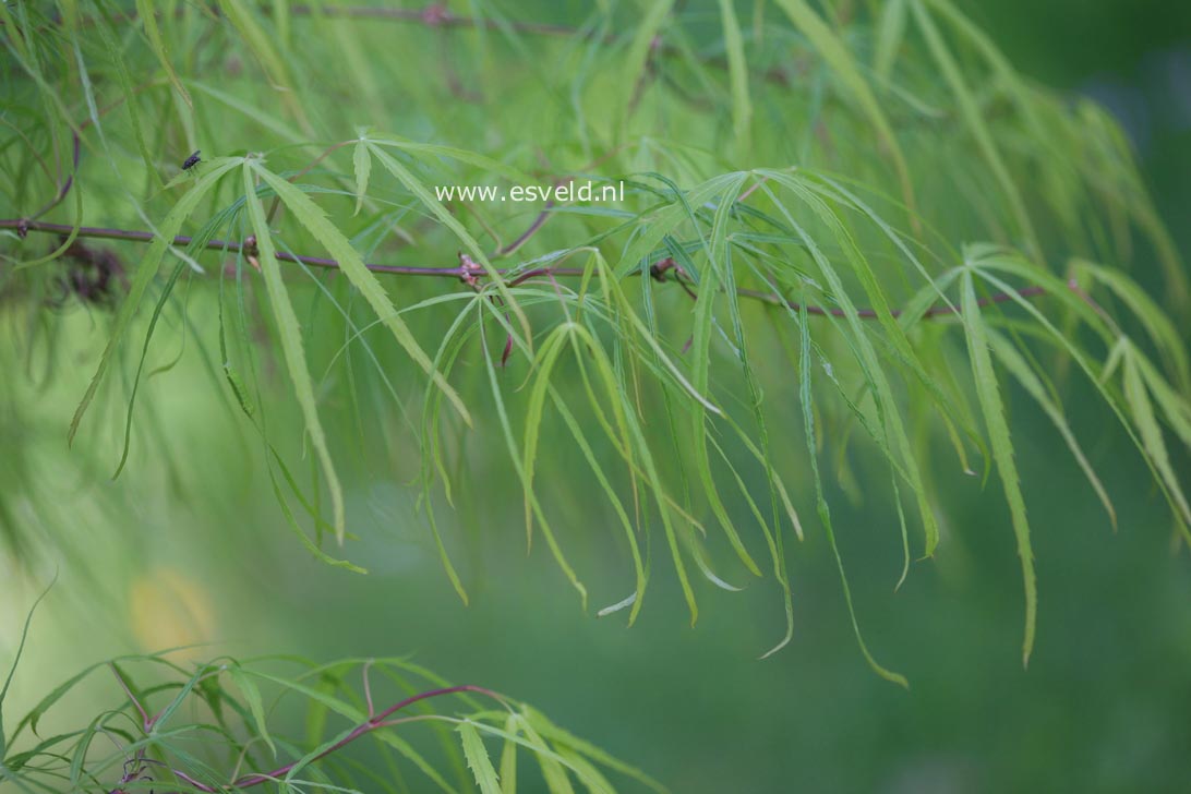 Acer palmatum 'Ao shime'