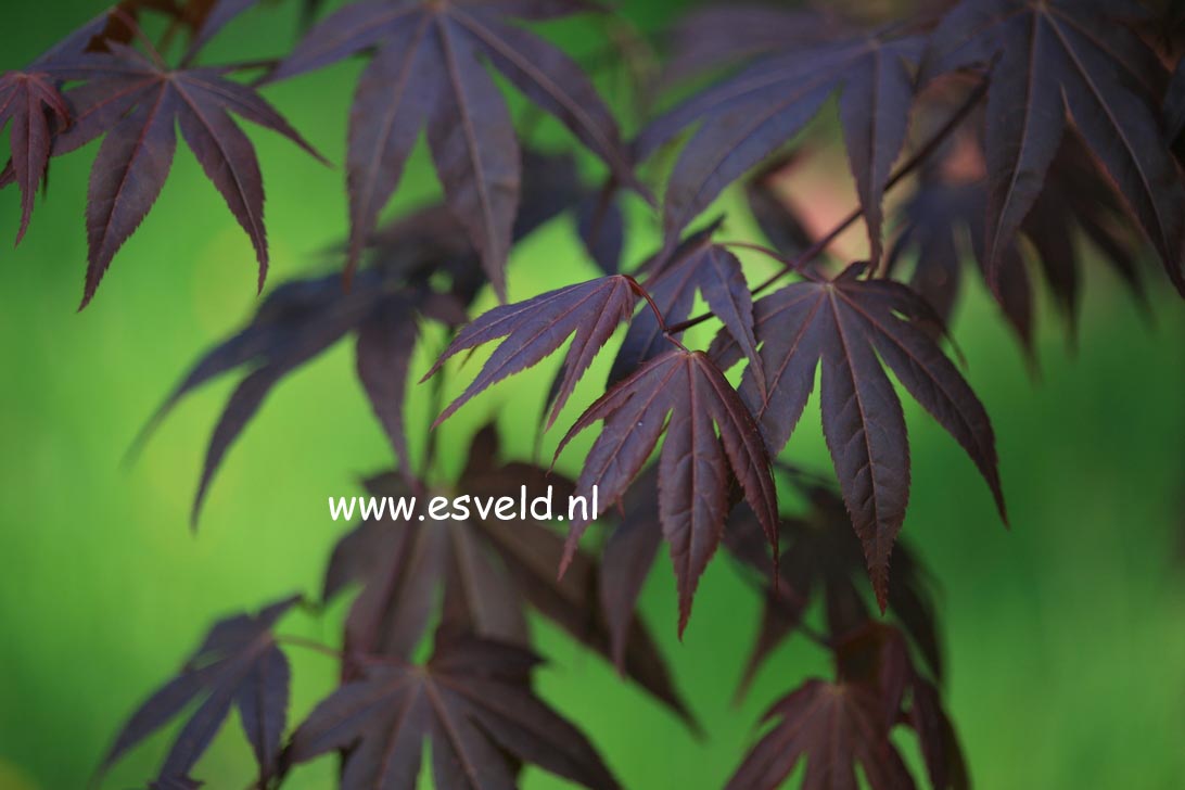 Acer palmatum 'Red Spray'