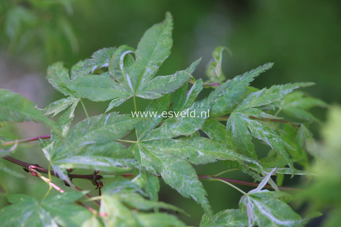 Acer palmatum 'Kasen nishiki'