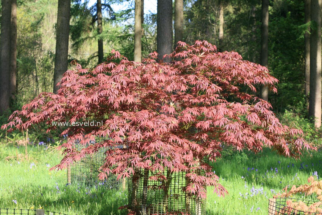 Acer palmatum 'Red Jonas'