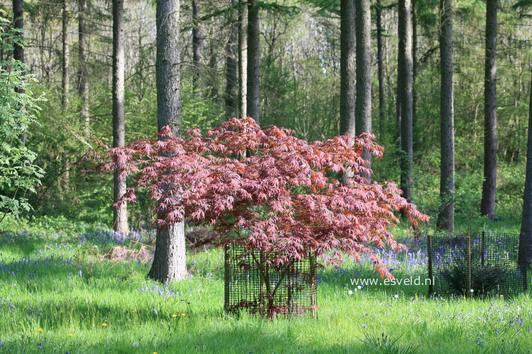 Acer palmatum 'Red Jonas'