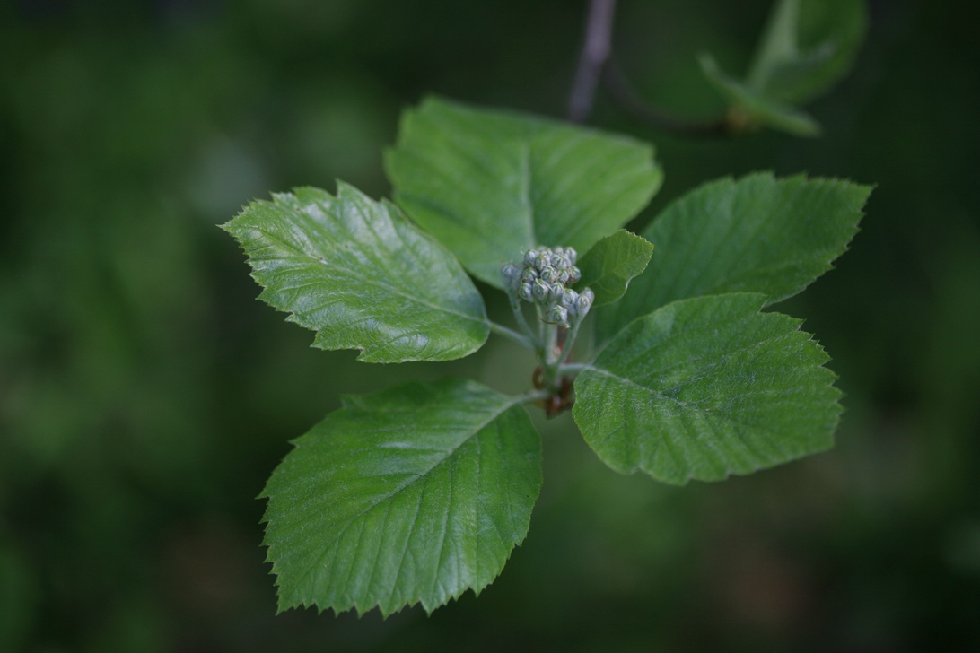 Sorbus bakonyensis