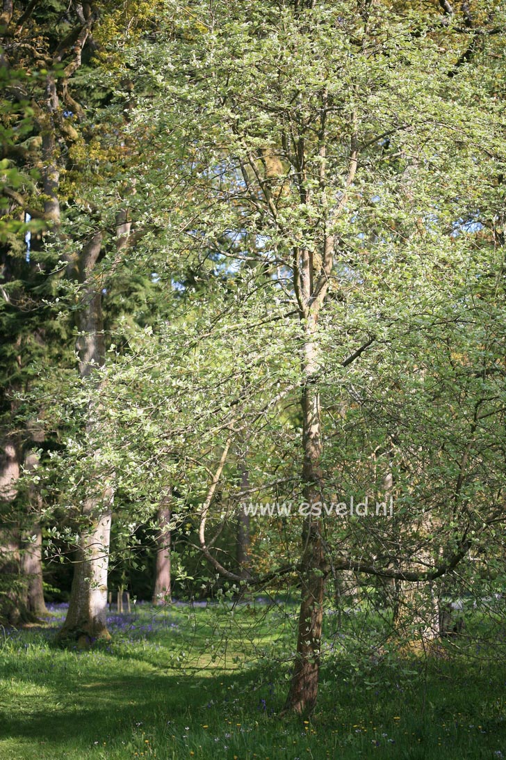 Sorbus bakonyensis