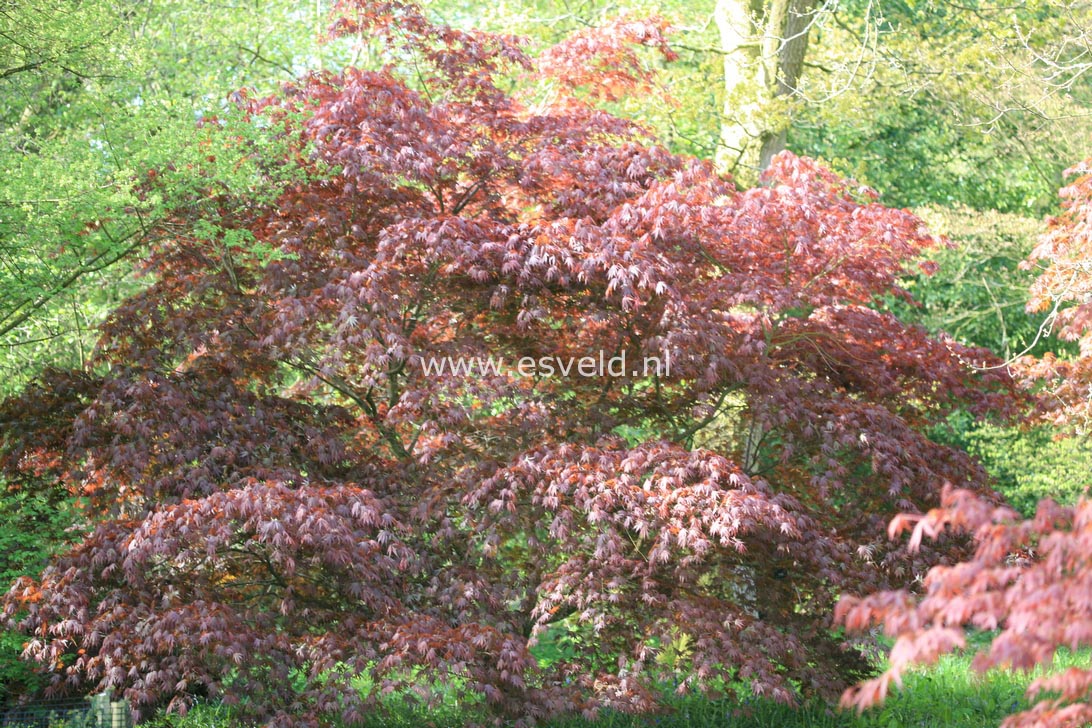 Acer palmatum 'Beni kagami'