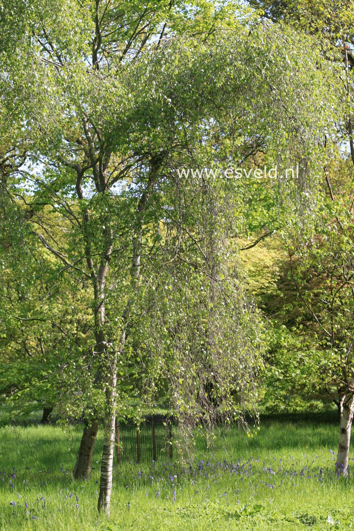 Betula pendula 'Youngii'