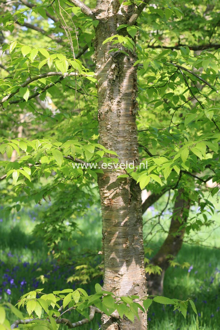 Betula alleghaniensis