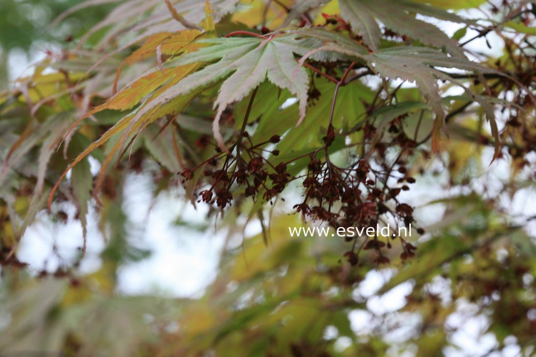 Acer palmatum 'Shinonome'