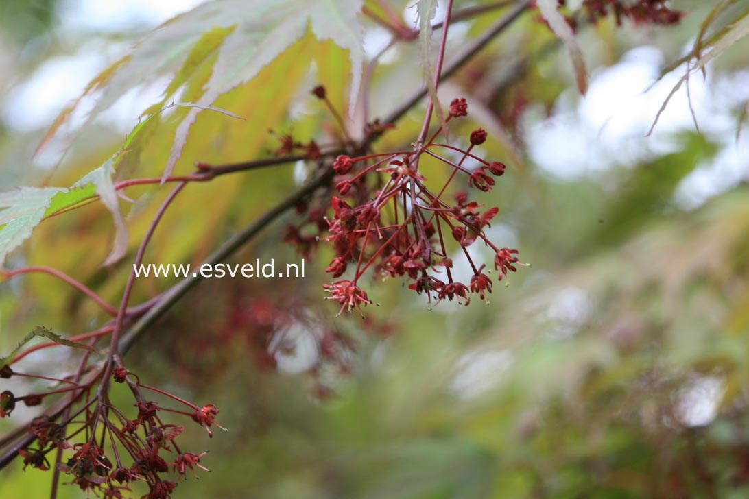 Acer palmatum 'Shinonome'