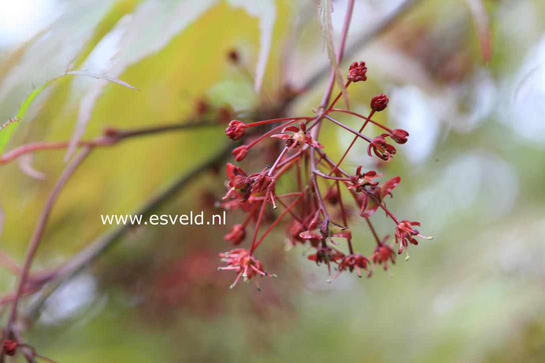 Acer palmatum 'Shinonome'