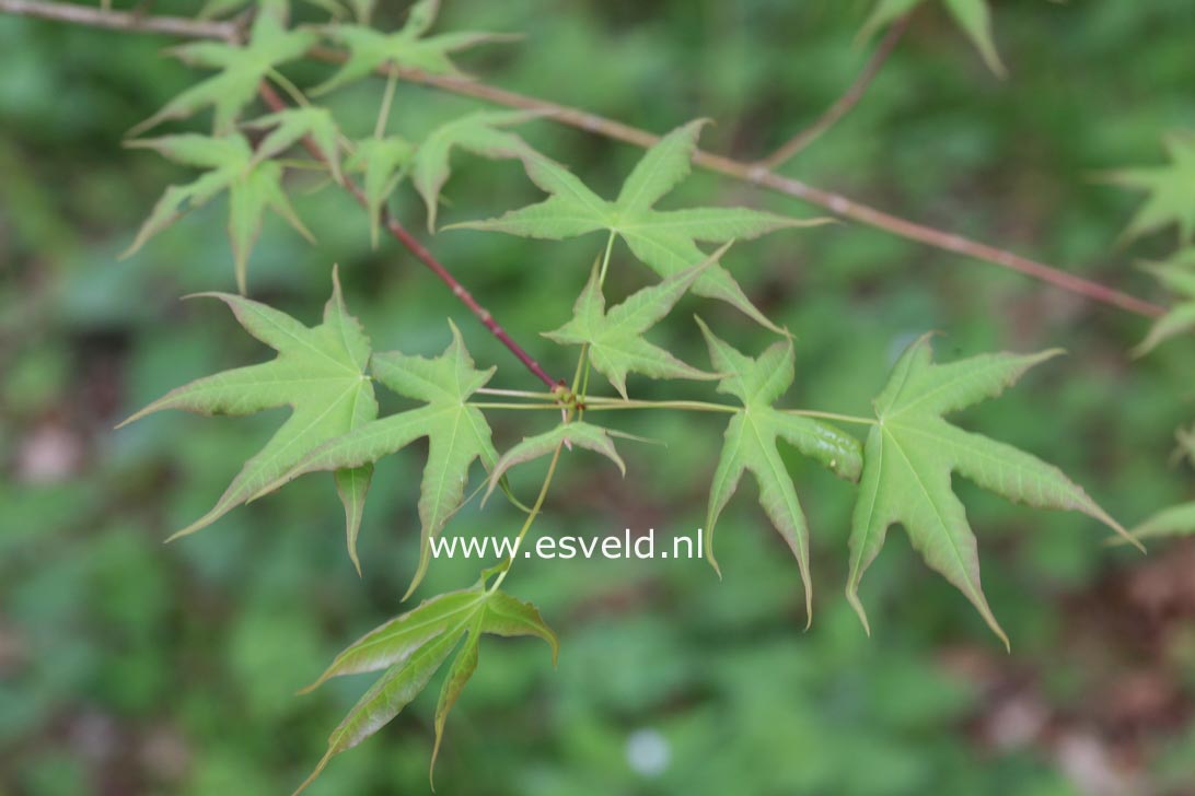 Acer pictum