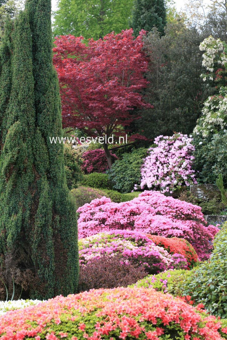 Juniperus communis 'Suecica'