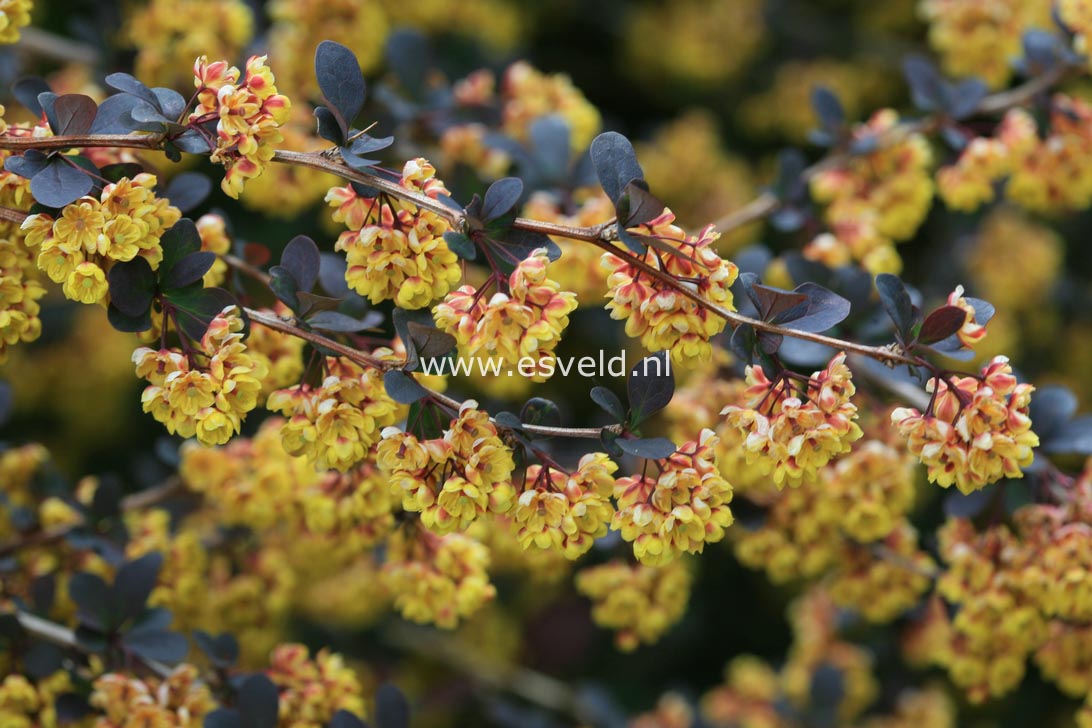 Berberis thunbergii 'Atropurpurea'