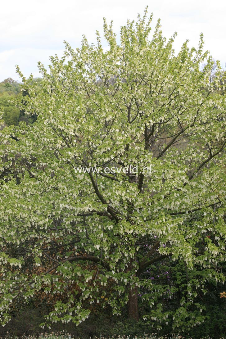 Davidia involucrata