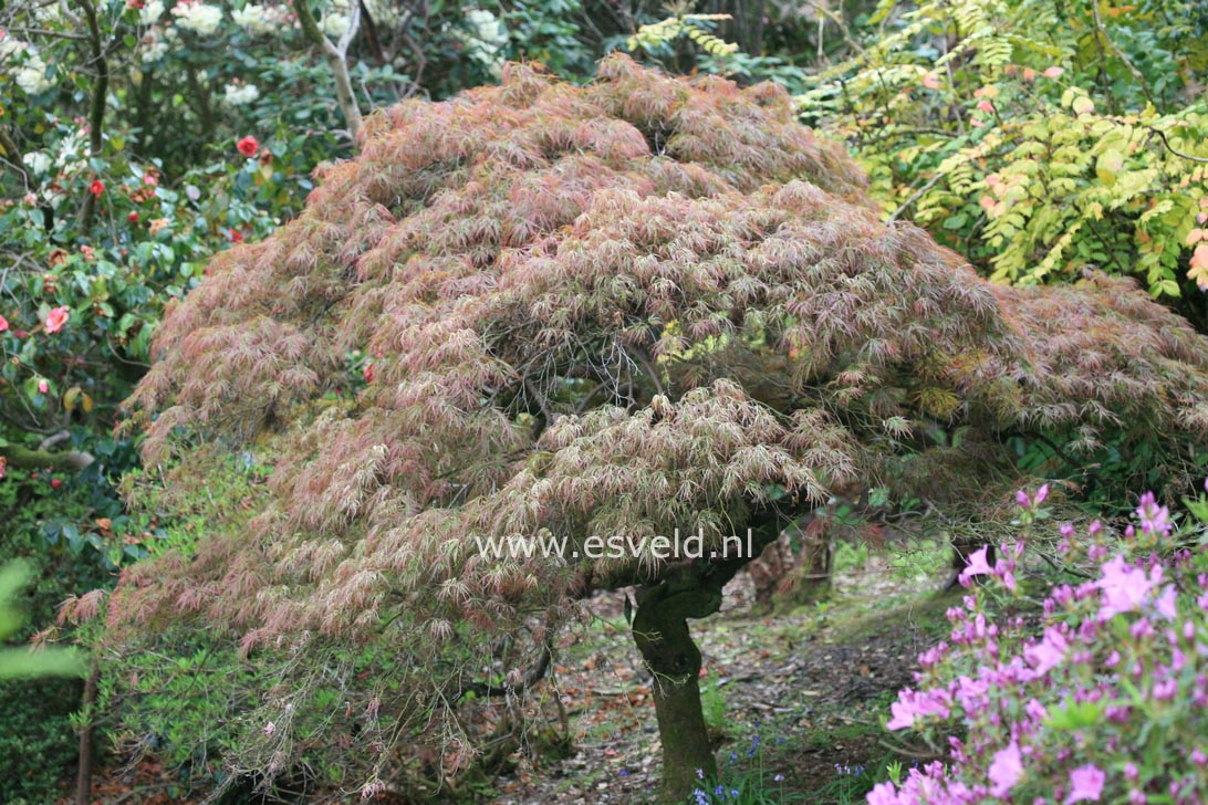 Acer palmatum 'Goshiki shidare'