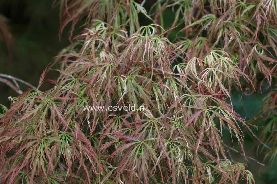 Acer palmatum 'Goshiki shidare'