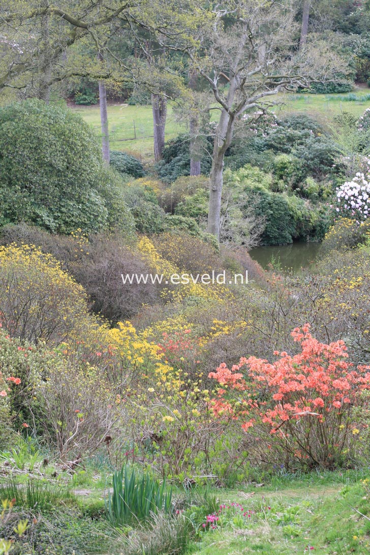 Rhododendron luteum