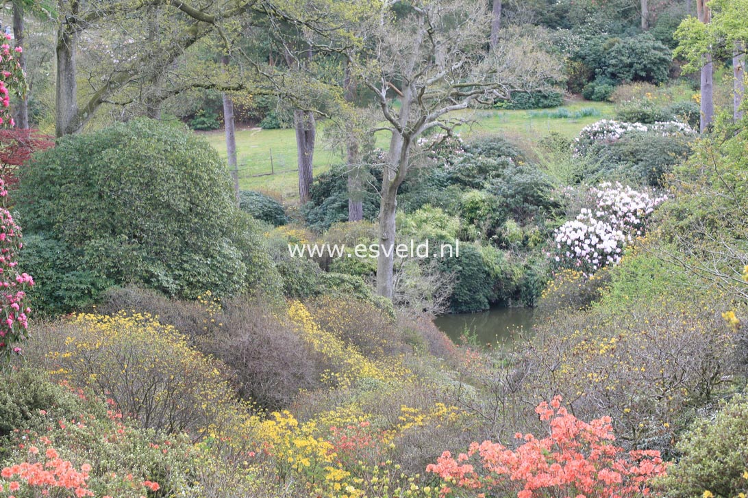 Rhododendron luteum