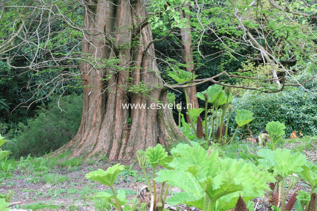 Metasequoia glyptostroboides