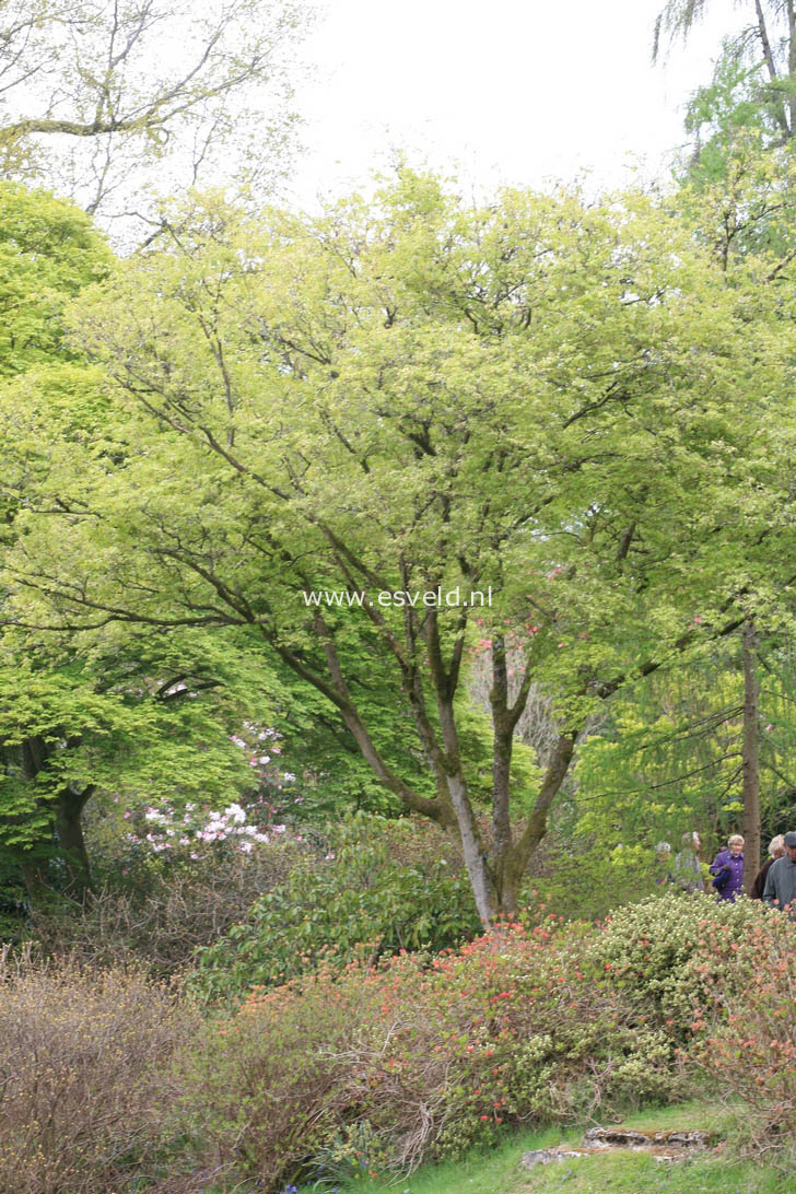 Acer truncatum 'Akikaze nishiki'