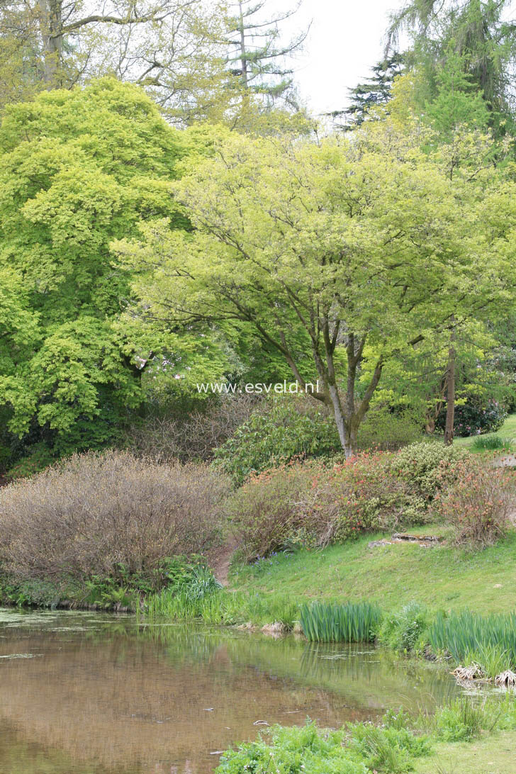 Acer truncatum 'Akikaze nishiki'