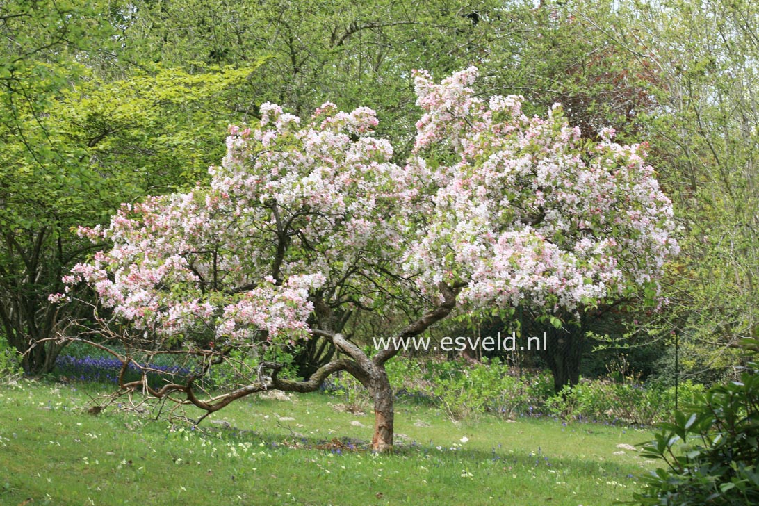 Malus floribunda