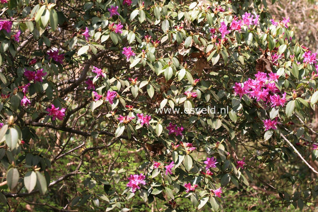 Rhododendron concinnum pseudoyanthinum
