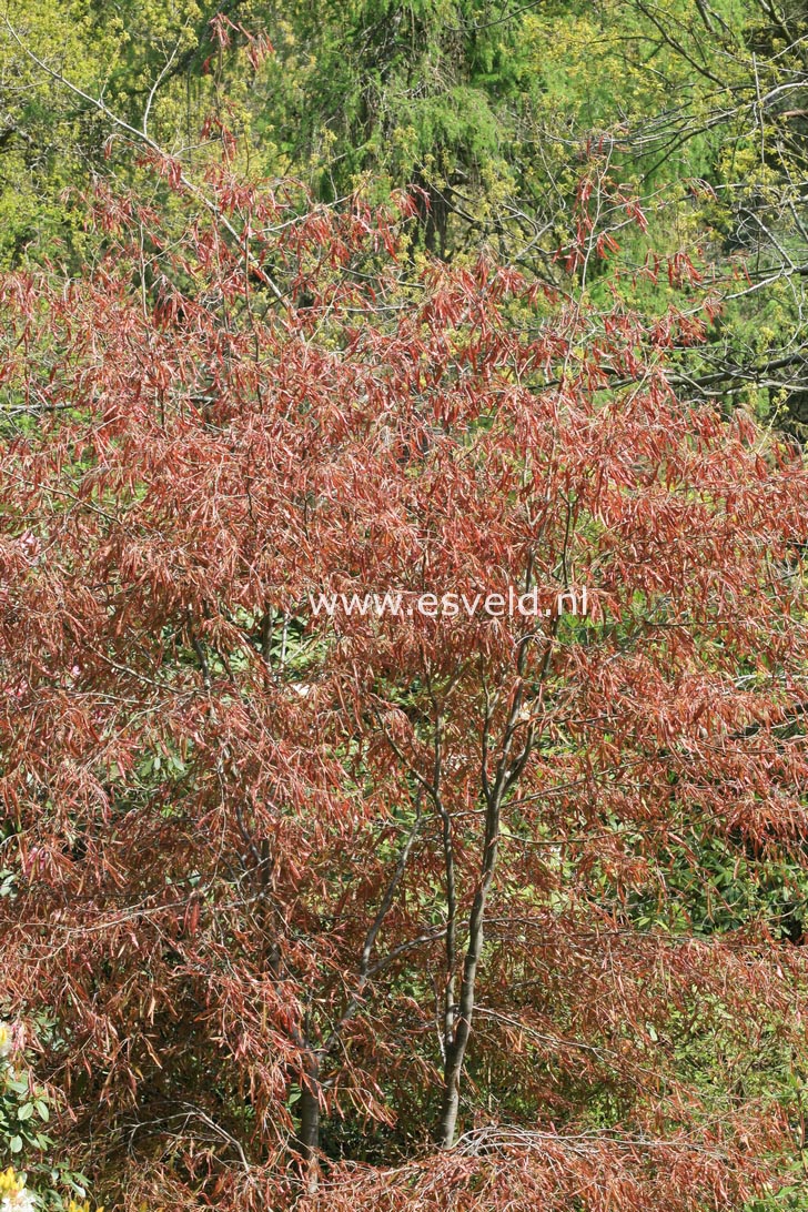 Fagus sylvatica 'Ansorgei'