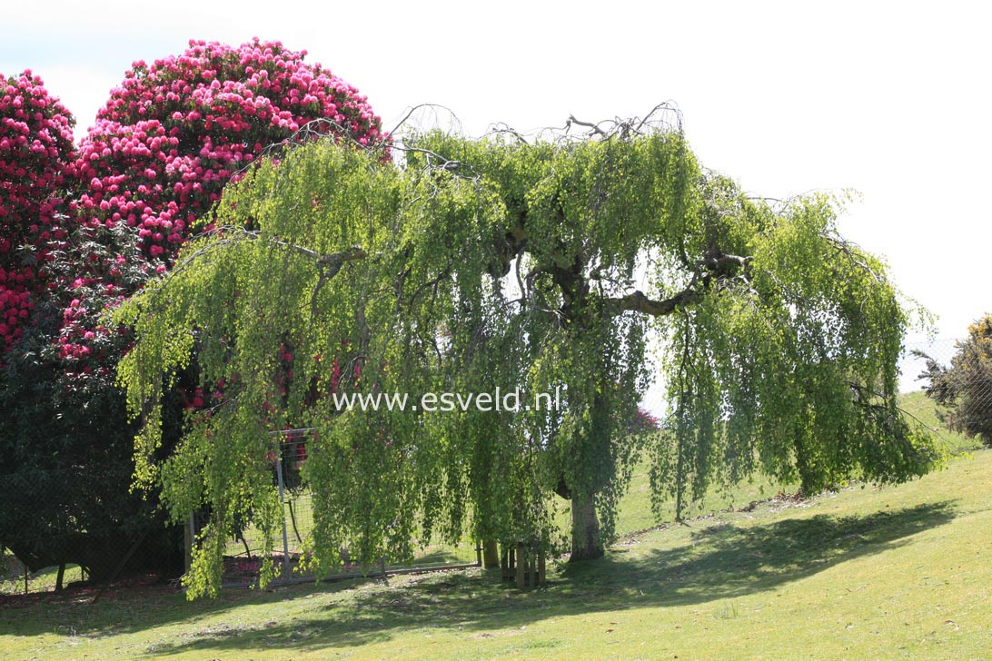 Betula pendula 'Youngii'