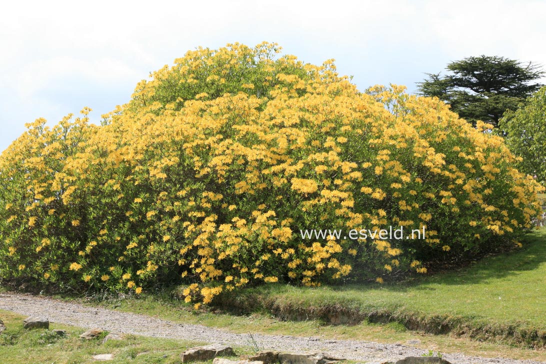 Rhododendron luteum