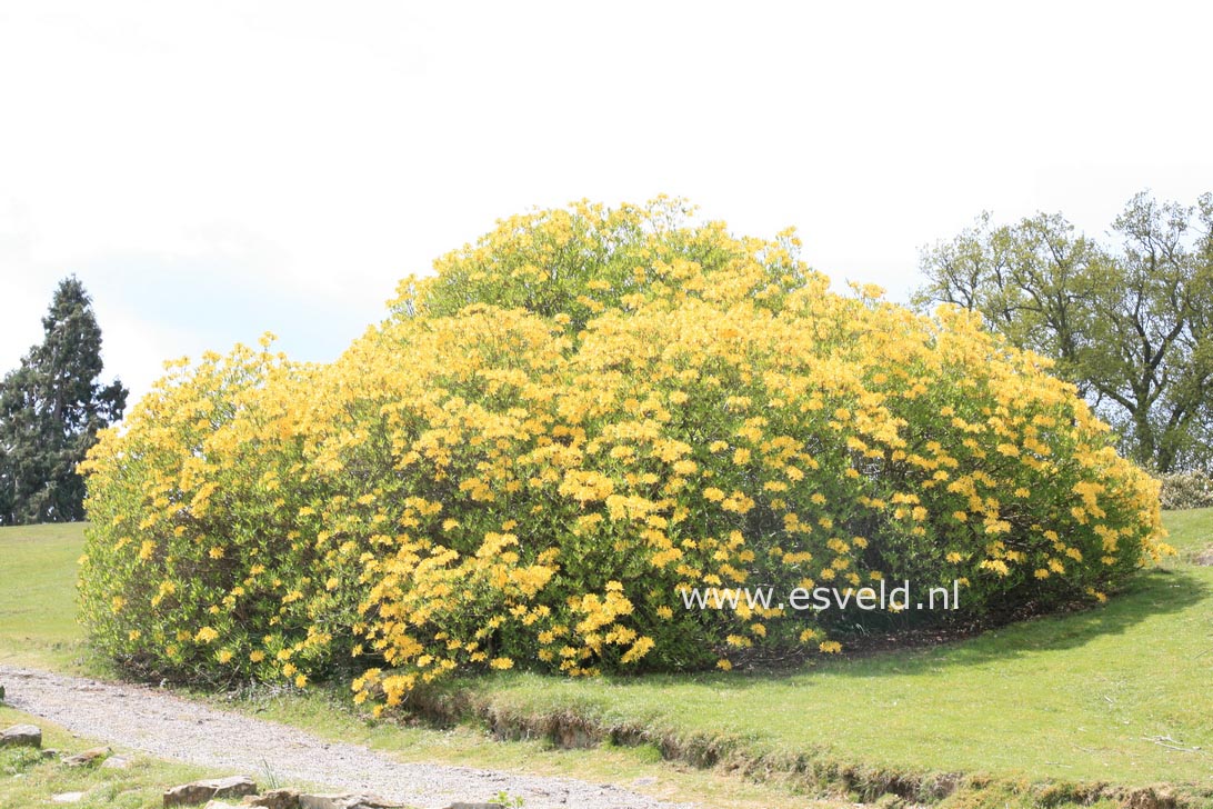 Rhododendron luteum