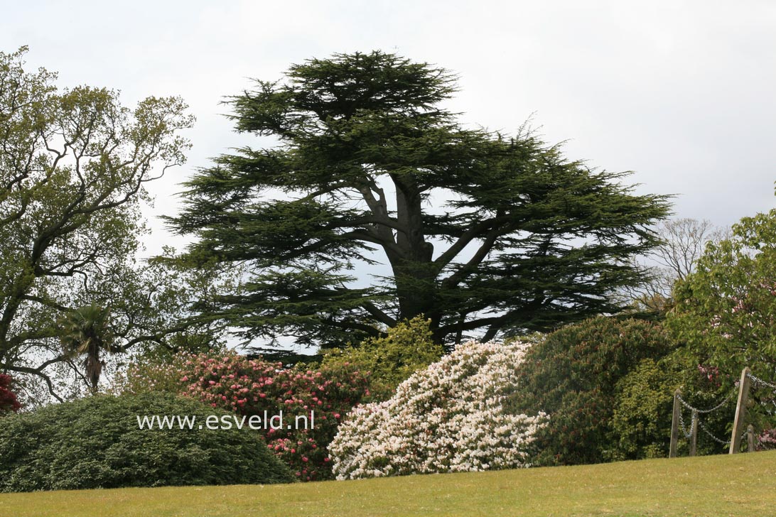 Cedrus libani