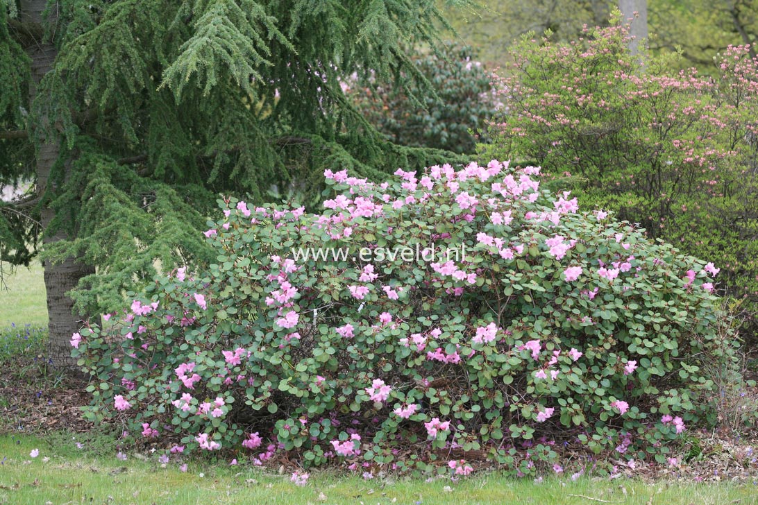 Rhododendron 'Temple Belle'