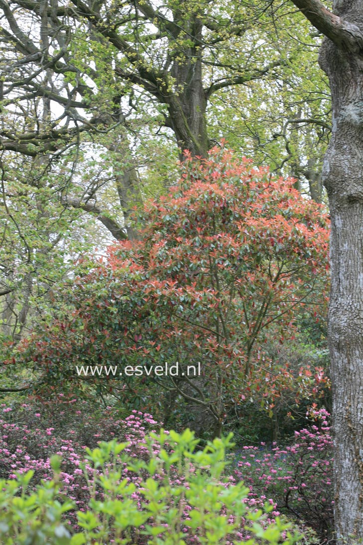 Rhododendron 'Fraseri'